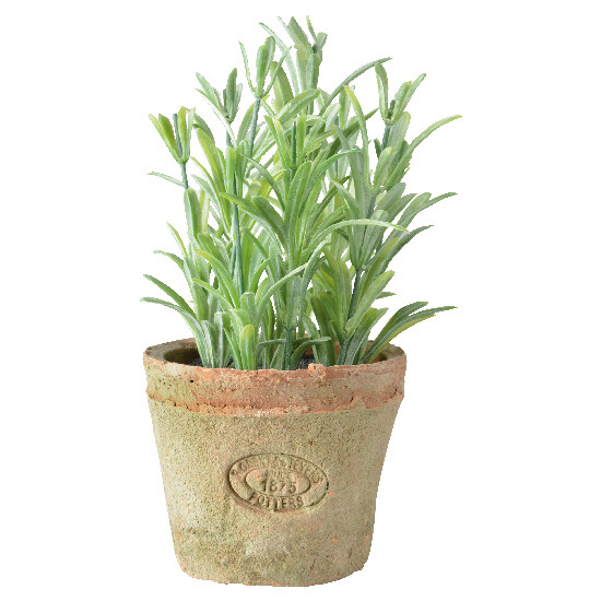 Rosemary in a flower pot "ESSCHERT´S GARDEN", ??16.5 cm|Esschert Design