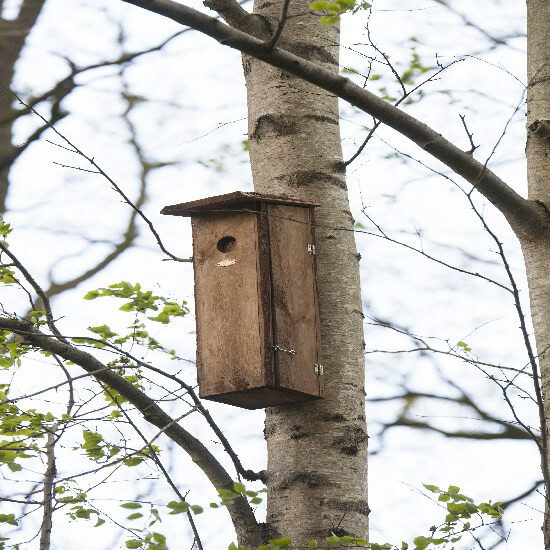 Klatka dla dzięciołów „BEST FOR BIRDS”|Esschert Design