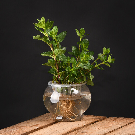 Planter|water pot 1.4L, 15x15x12cm, clear|Esschert Design