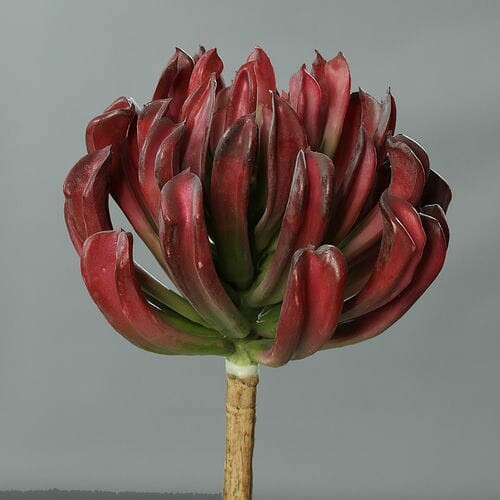 Sztuczna roślina/kwiat Sukulent, bordowy, 56cm|Ego Dekor