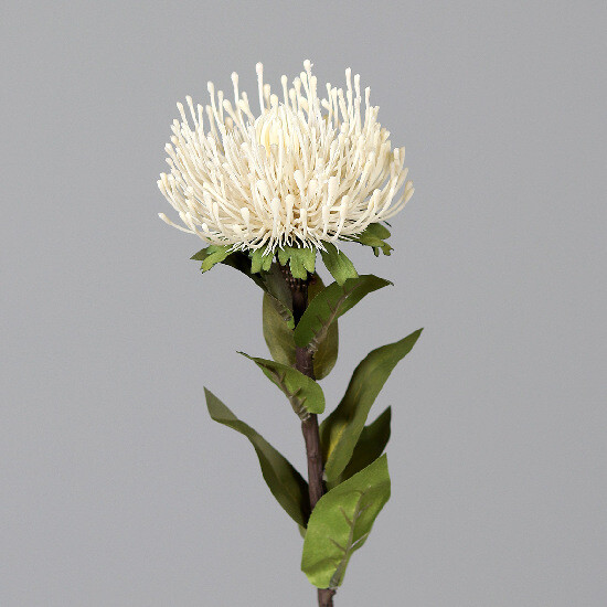 Květina Protea, krémová, 74cm|Ego Dekor
