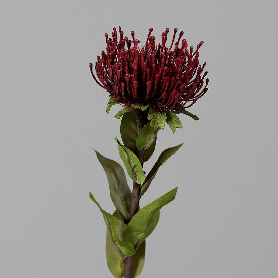 Květina Protea, vínová, 74cm|Ego Dekor