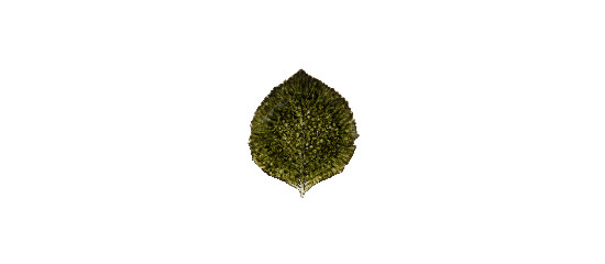 ED Plate|leaves tray 22cm, RIVIERA, black/green|Forets|Costa Nova