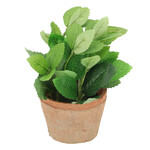 Mint in a flower pot 