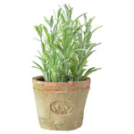 Rosemary in a flower pot 