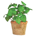 Basil in a flower pot 