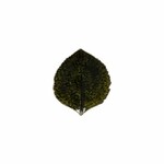 ED COSTA NOVA Talíř|odkladač Lístek 17cm, RIVIERA, zelená (olivová)