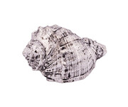 Seashell, silver, 7x4.5x3.3cm (SALE)|Ego Dekor
