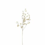 Suszony kwiat pieniądza FLOWEE, biały, średnica 10x72cm|Ego Dekor