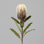 Kwiat Protea, kremowy, 65cm|Ego Dekor
