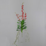 Kwiat orchidei czerwony, 80cm|Ego Dekor