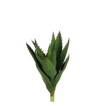 Květina Aloe vera|Ego Dekor